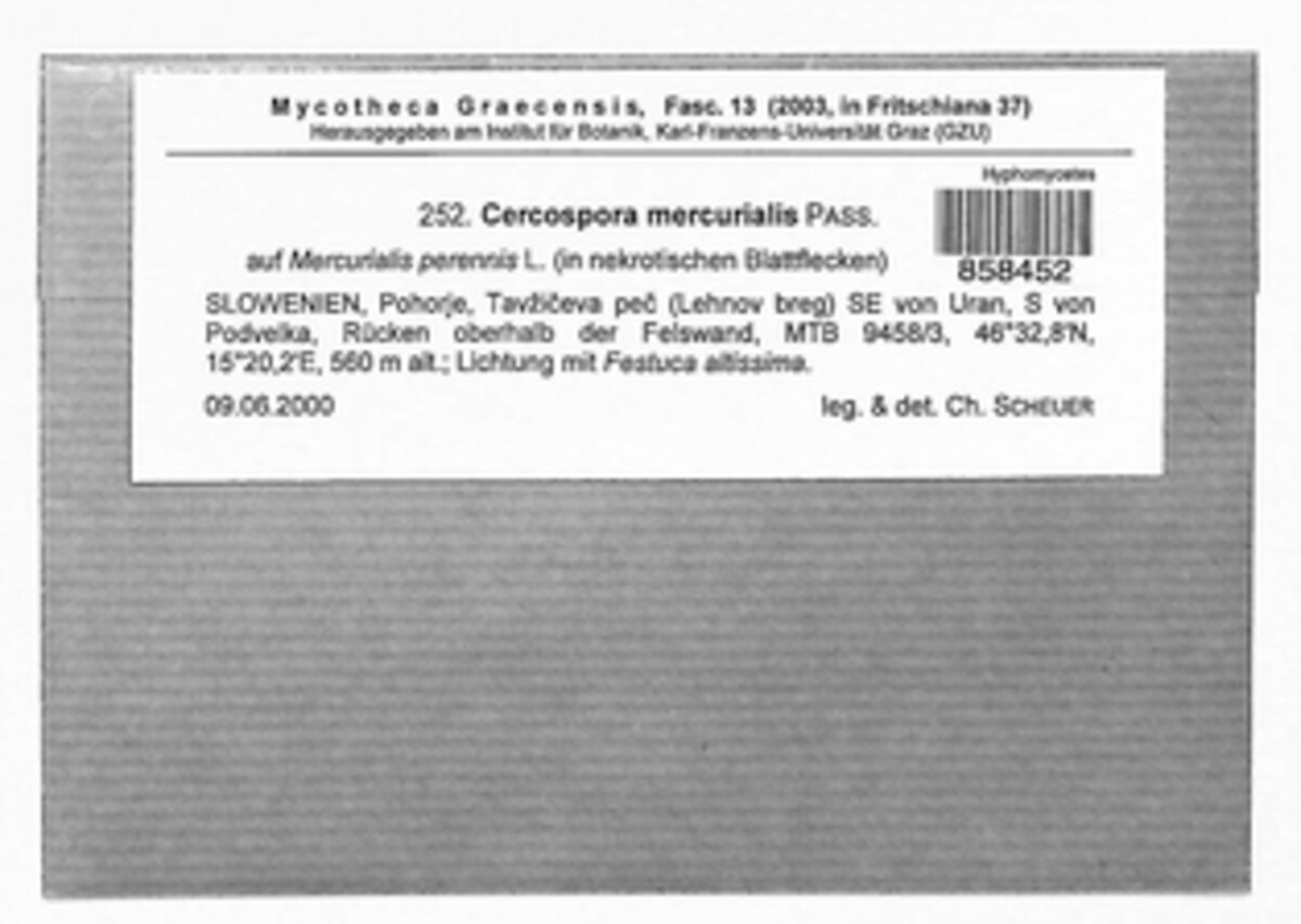 Cercospora image